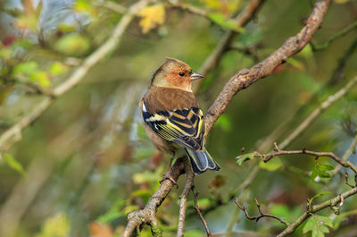 Close-up of bird perching on tree