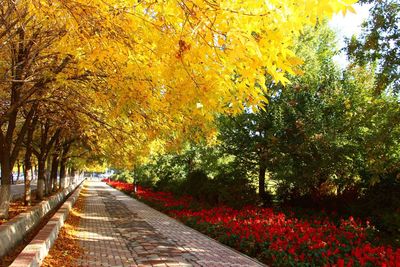 Footpath amidst trees in park