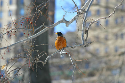 Close-up of bird perching on bare tree