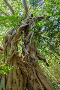 Low angle view of tree in forest