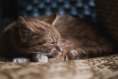 Close-up of a sleeping cat