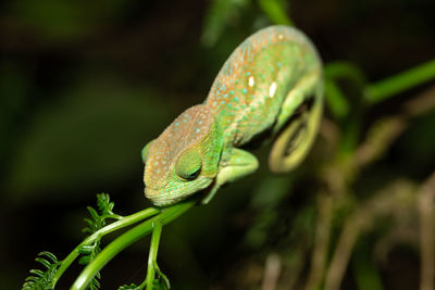 Close-up of lizard on tree