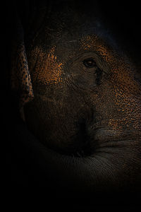 Close-up of elephant in the dark