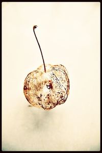 Close-up of food over white background