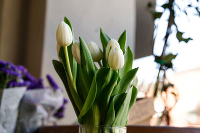 Close-up of flower pot