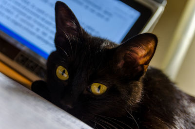 Close-up portrait of black cat sitting on floor