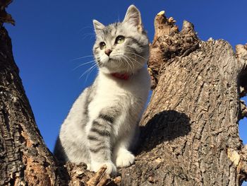 Low angle view of cat sitting against clear sky