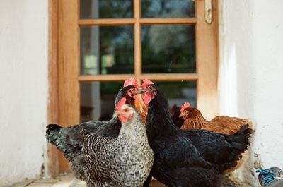Close-up of chickens against closed door