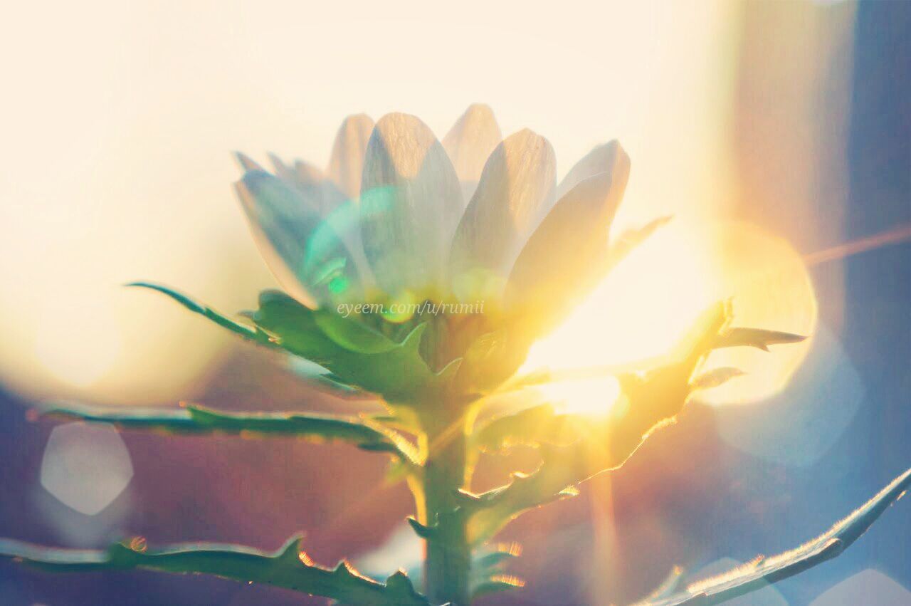 flower, petal, freshness, fragility, flower head, beauty in nature, growth, close-up, plant, nature, single flower, blooming, focus on foreground, stem, in bloom, no people, selective focus, sunlight, pollen, blossom