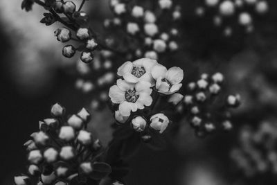 Close-up of flowering plant