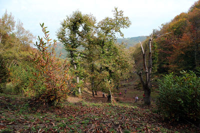 Trees in forest against sky during autumn