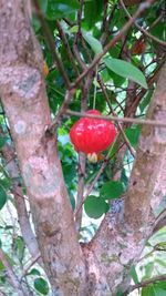 Close-up of red mushroom growing on tree