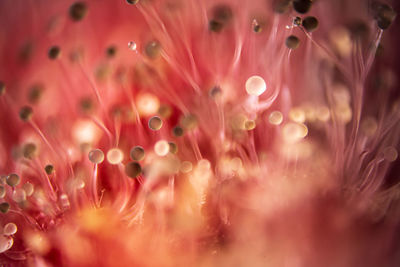 Full frame shot of pink flowering plant