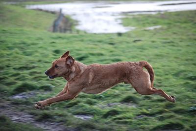 Side view of dog running on field