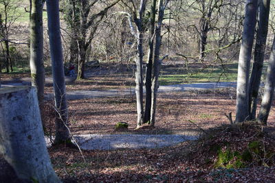 Trees in forest