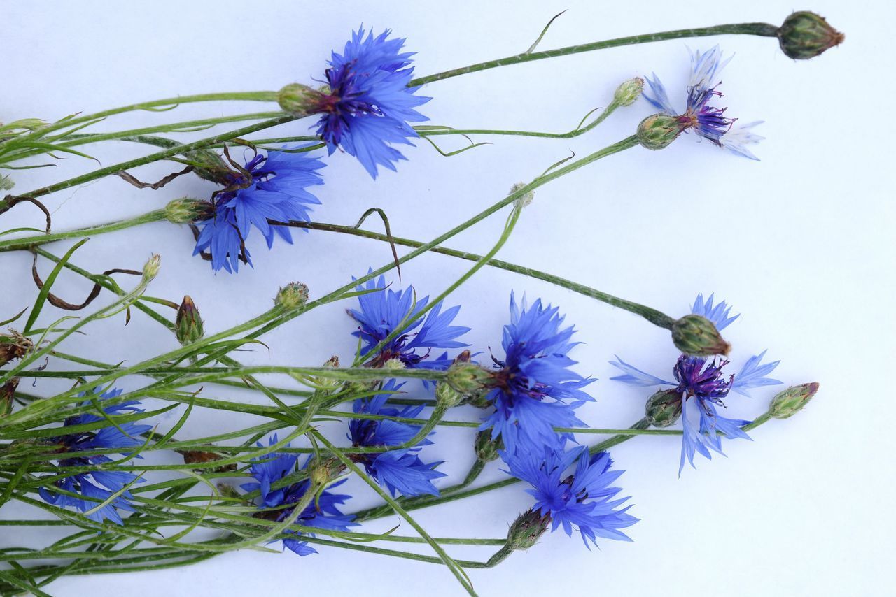 CLOSE-UP OF PURPLE FLOWERING PLANT