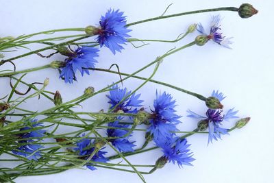 Close-up of purple flowering plant against white background