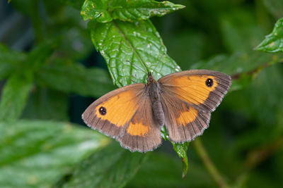 Close-up of butterfly on leaf