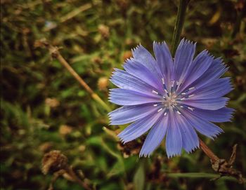 Close-up of purple flower blooming outdoors