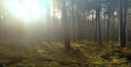 Trees in forest against sky