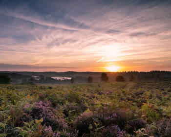 Scenic view of grassy field against sky during sunrise, sunrise over heather in the new forest 