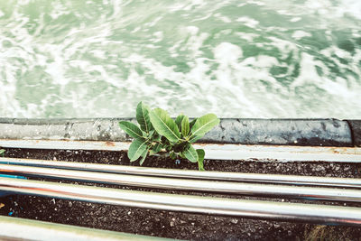 Close-up of plants growing by window in city