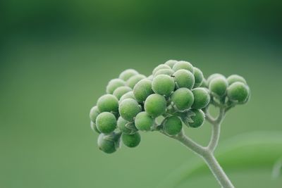 Round green flower buds with a green background