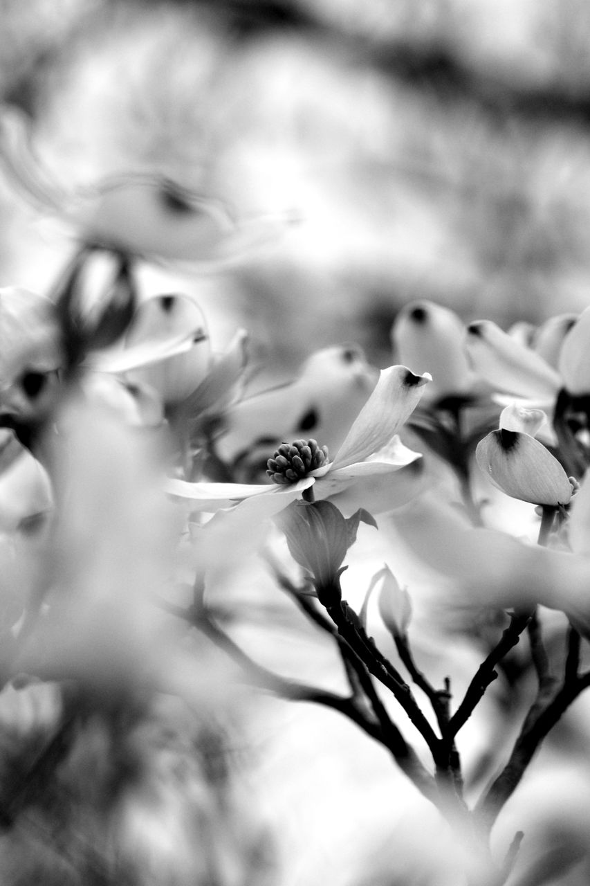 black and white, plant, monochrome photography, white, monochrome, nature, branch, beauty in nature, flower, close-up, flowering plant, growth, freshness, selective focus, leaf, no people, plant part, black, macro photography, outdoors, tree, fragility, focus on foreground, spring, blossom, springtime, day