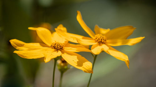 Close-up of yellow flowering plant