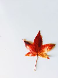 Close-up of maple leaves on white background