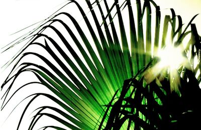 Low angle view of palm trees against sky