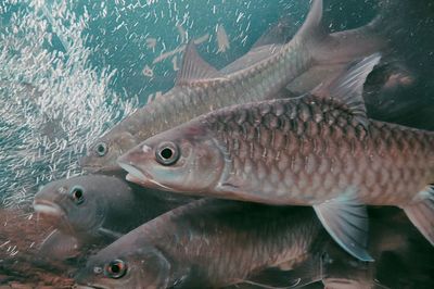 Close-up of fish swimming in sea