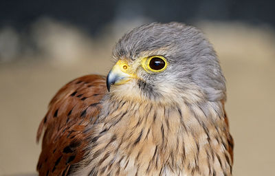 Close-up portrait of owl