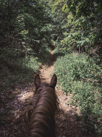 Horse walking on dirt road in forest