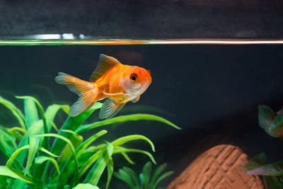 Fish swimming in sea seen through glass