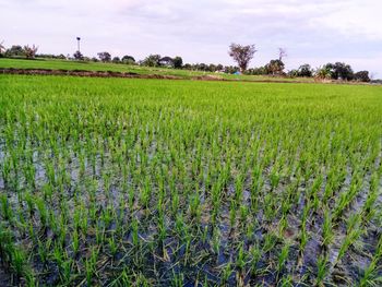 Scenic view of field against sky