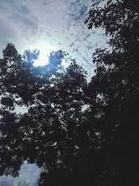 Low angle view of trees against sky