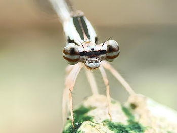 Close-up of insect on leaf