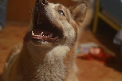 Close-up of dog at home