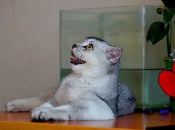 Cat looking away while sitting on table at home