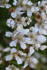 Close-up of white flowers