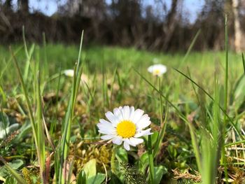 Close-up of white daisy on field