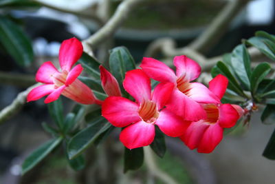 Close-up of pink flowering plant