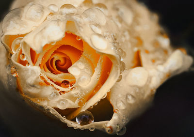 Close-up of rose on ice cream