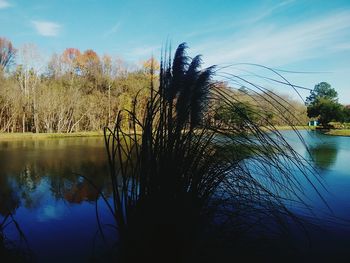 Reflection of trees in calm lake