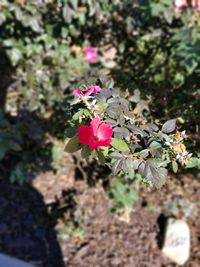 Close-up of pink flowers blooming outdoors