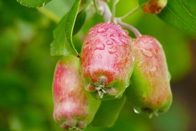 Close-up of apple growing on plant