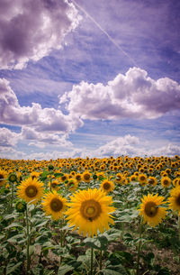 Scenic view of sunflower field against cloudy sky