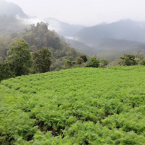 mountain, tranquil scene, scenics, tree, tranquility, green color, beauty in nature, landscape, growth, fog, nature, mountain range, non-urban scene, plant, idyllic, foggy, lush foliage, remote, agriculture, majestic, outdoors, countryside, farm, day, rural scene, no people, green, solitude, greenery