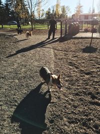 Dog standing on shadow of tree